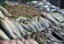 مقاطعة الأسماك: ثورة شعبية تحدث انهيارا في أسعارها!