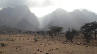 واحة الضباب المصرية: حكاية جنة خضراء وسط الصحراء