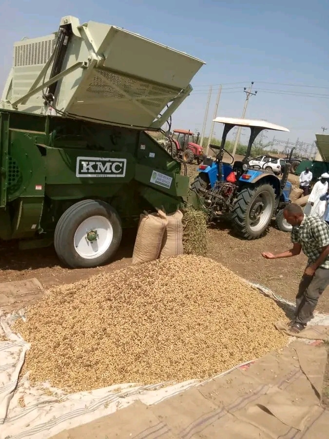 إنتاج الفول السوداني