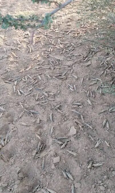 الجراد الصحراوي