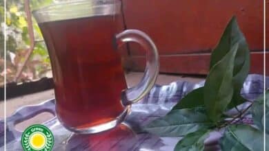 زراعة الشاي في السودان