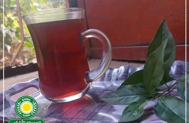 زراعة الشاي في السودان