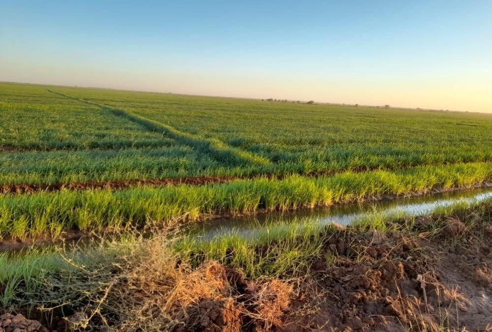 مشروع الجزيرة