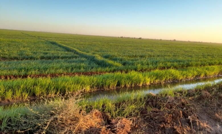 مشروع الجزيرة