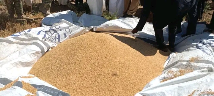 حصاد القمح في الشمالية