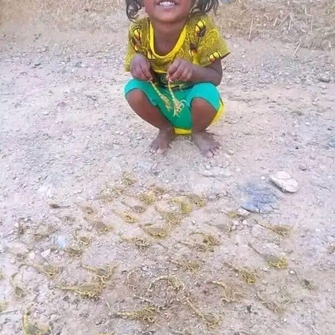 أطفال المناصير بين خطر العقارب وانعدام الأمصال.. نداءات استغاثة لوزارة الصحة وشركات الاتصالات