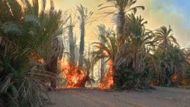 حريق يقضي على الآلاف من أشجار النخيل في الشمالية