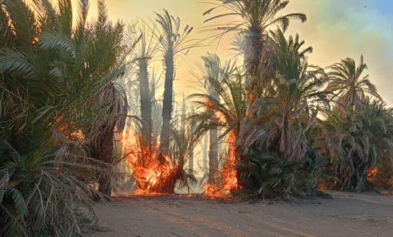 حريق يقضي على الآلاف من أشجار النخيل في الشمالية