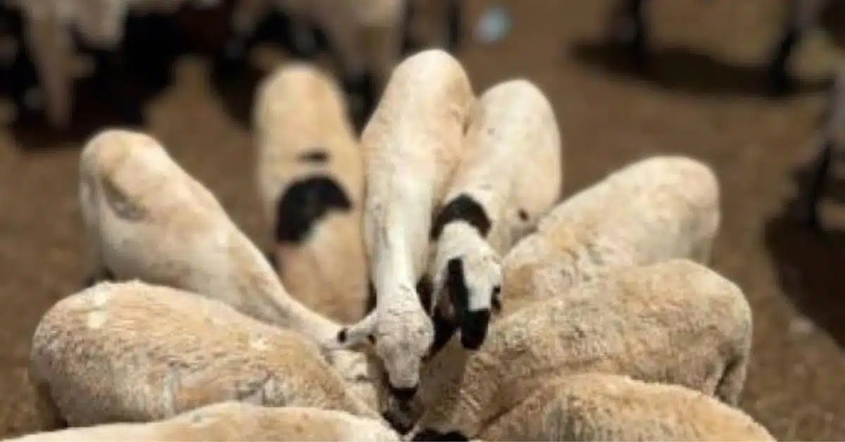 خراف