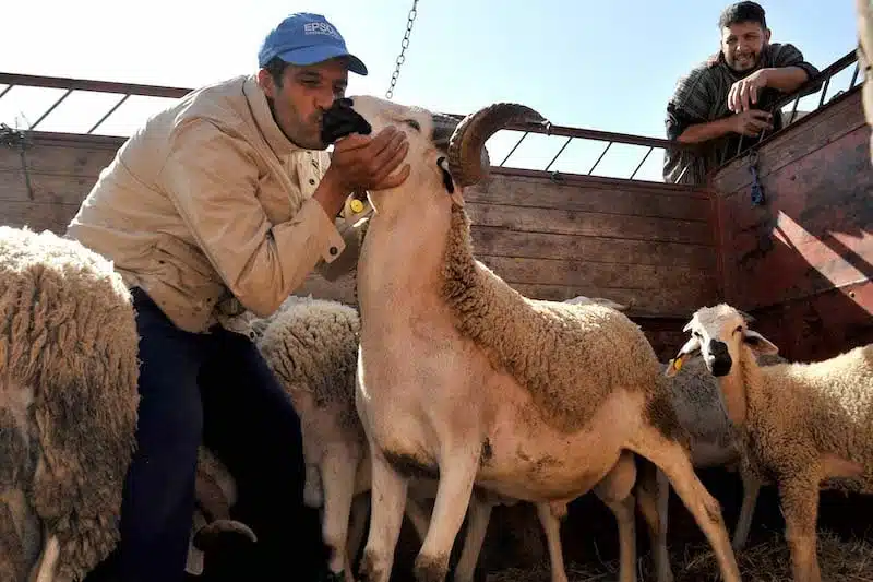 إلغاء شعيرة الأضحية في المغرب