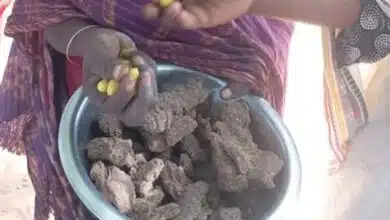 وسط حصار خانق وجوع قاتل، رحلت مساء أمس أسرة كاملة بمعسكر نيفاشا شمال مدينة الفاشر، بعد تسمم جماعي نتيجة تناول وجبة "الأمباز"، في فاجعة صادمة لم يعلم بها أحد في الوقت المناسب.
