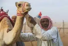 ناقة - صورة ارشيفية