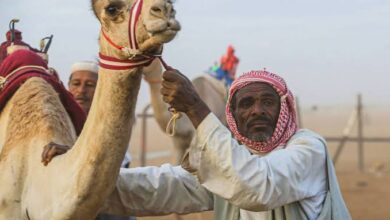 ناقة - صورة ارشيفية