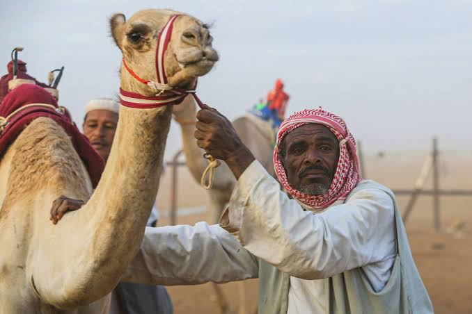 ناقة - صورة ارشيفية