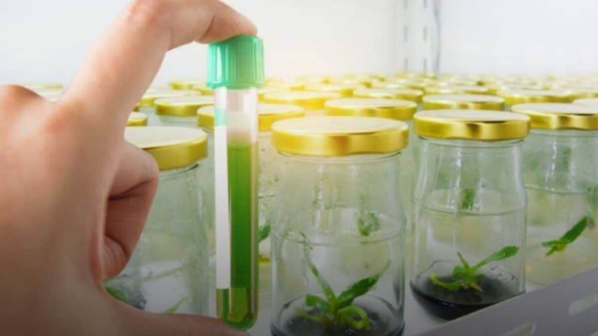 معمل الجينات النباتية - صورة تعبيرية