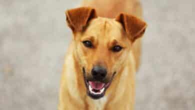 كلب - صورة ارشيفية