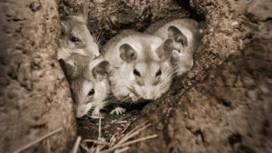 فئران - صورة تعبيرية