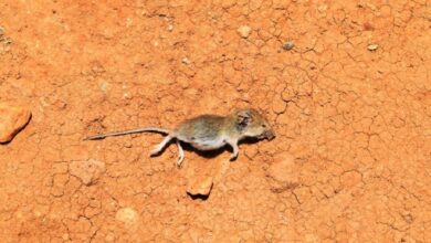 ـ أصدر والي ولاية الجزيرة، الطاهر إبراهيم الخير، قراراً بإضافة أعضاء جدد للجنة التقصي والتحقيق في ظاهرة نفوق الفئران بالولاية، المنشئة بموجب القرار رقم (٨٥) لسنة ٢٠٢٥م.