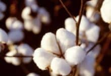 زراعة القطن - صورة ارشيفية