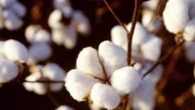 زراعة القطن - صورة ارشيفية